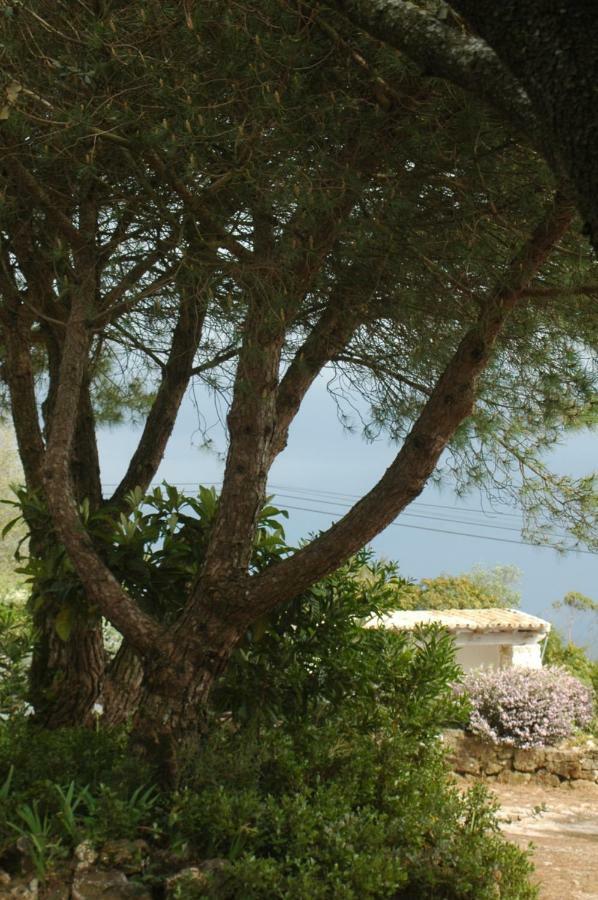 Moinho Do Avo To Βίλα Rio Maior Εξωτερικό φωτογραφία